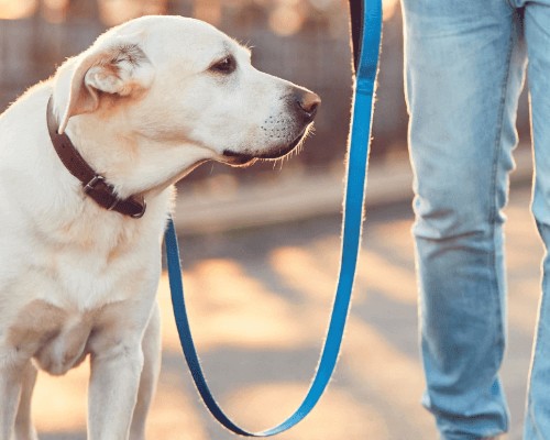 Decreto de recomendaciones para los paseos a perros